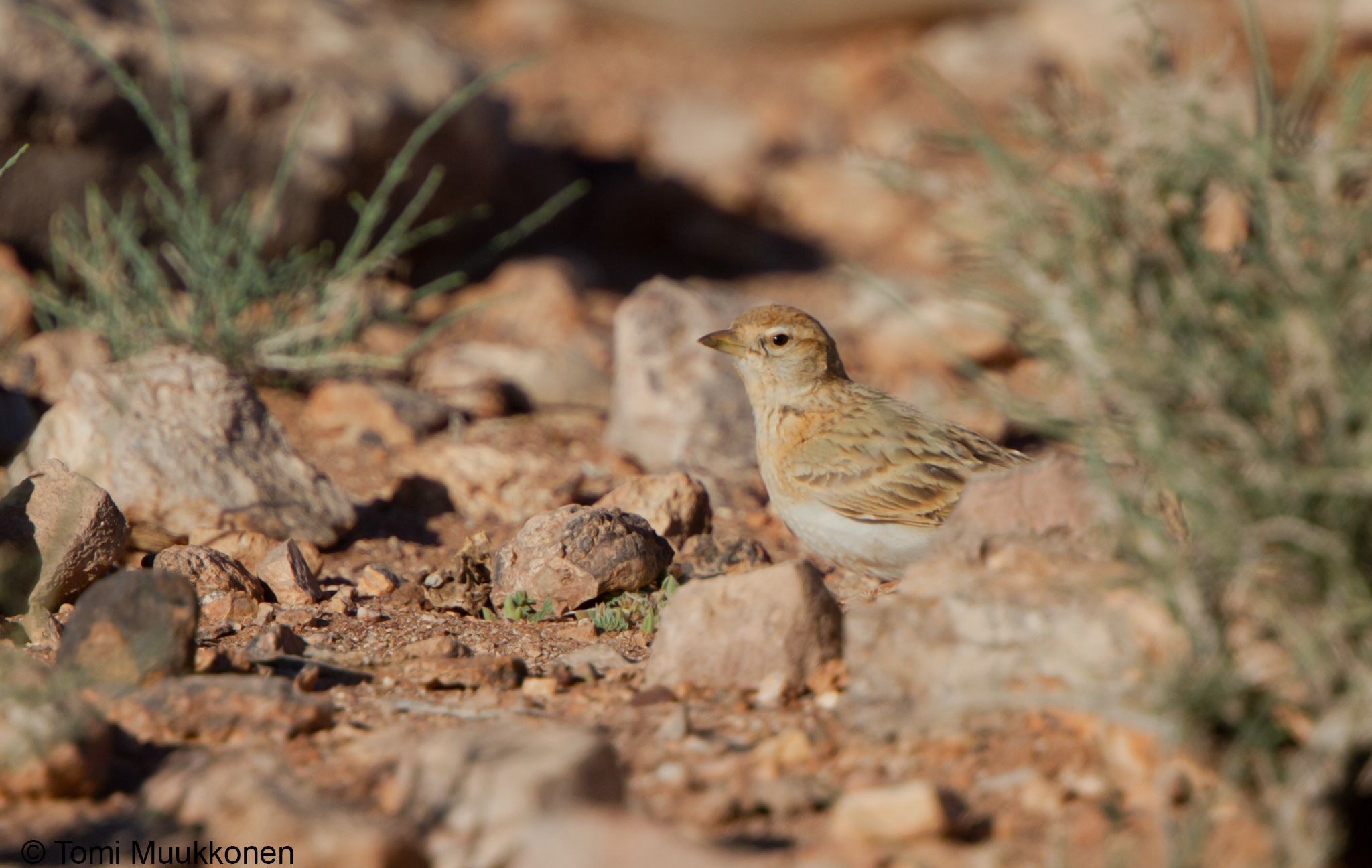 Mushukdagi klitorisni onlayn tomosha qiling